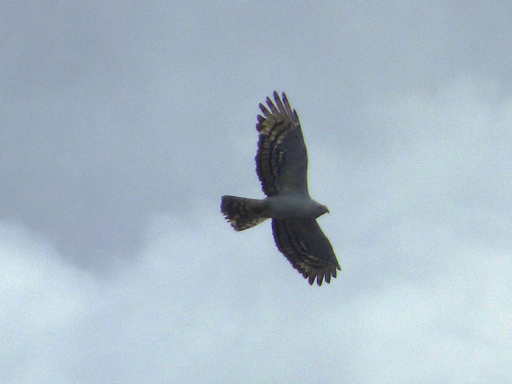spettacolare Falco Pecchiaiolo parzialmente leucistico